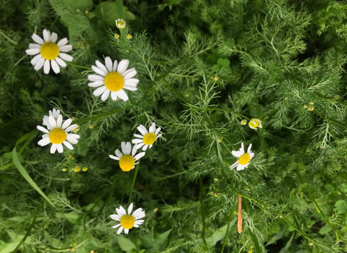 Fall Workshop Series with Honeybee Homestead