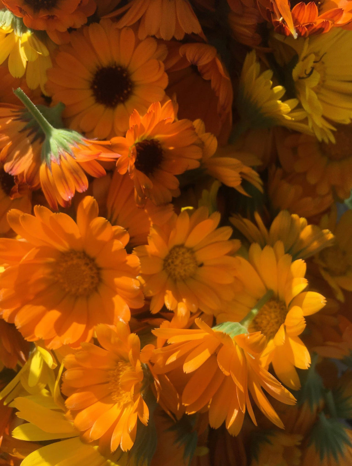 Fall Workshop Series with Honeybee Homestead