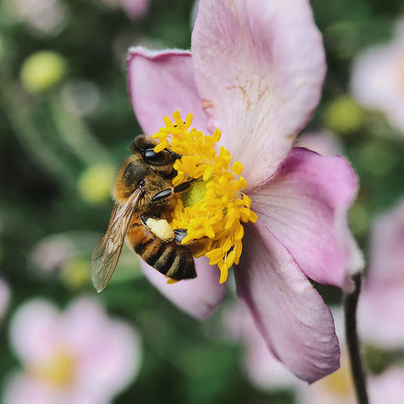 Wildflower seeds | Made by Bees