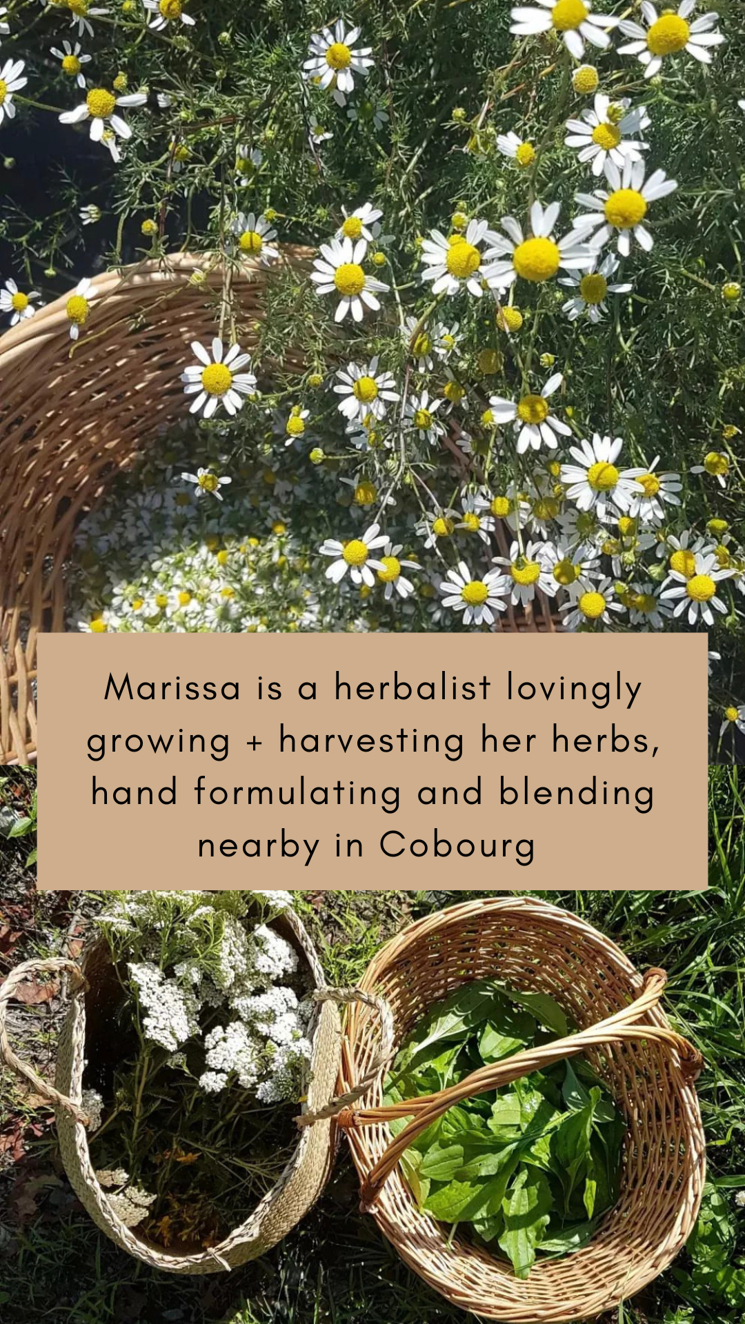 Hair Serum | Marissa’s Herb Garden