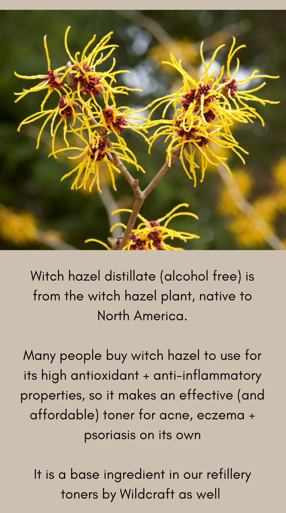 Witch Hazel Distillate/Toner | options